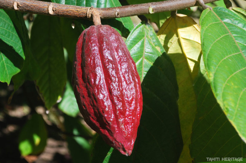 Cacaoyer, l'arbre à chocolat - Tahiti Heritage