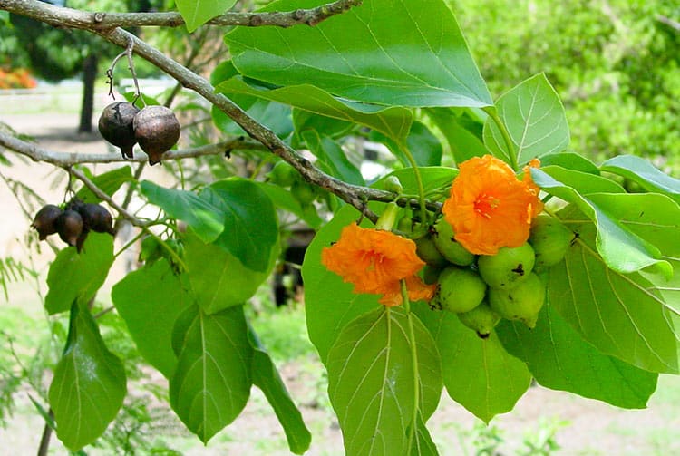 Fleurs et fruits de Tou, Cordia subcordata © Tahiti Heritage