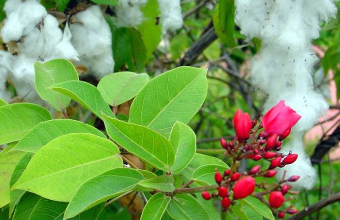 Coton de Tahiti, Vavai © Tahiti Heritage