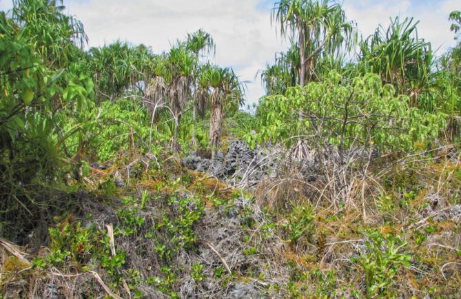 Zone de feo sur l'atoll de Niau au Tuamotu. Photo Jean Francois Butaud 2006