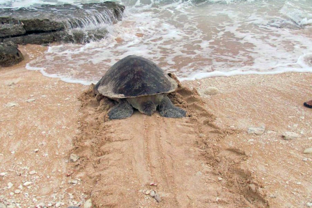 Tortue verte regagnant l'océan après avoir pondu © Magali Verducci