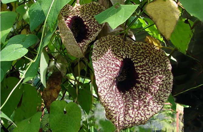 Aristoloche géante - Aristolochia, la fleur carnivore