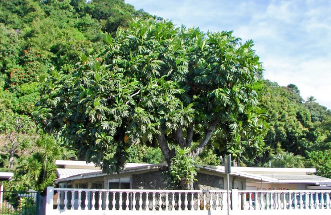 Arbre à pain du commandant Bligh de La Bounty, Arue Tahiti