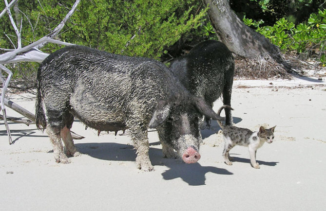 Chat (mimi) et cochons de Raivavae. Communauté d'écotourisme de Raivavae