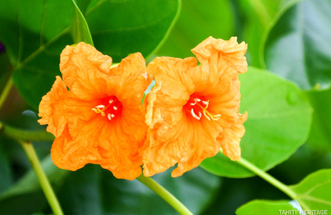 Fleurs de Tou, Cordia subcordata © Tahiti Heritage