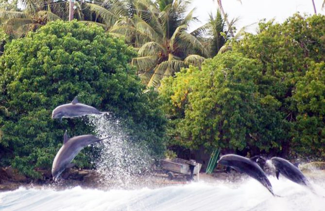 Dauphins dans la passe Hiria de Tiputa, Rangiroa. Photo Salamander