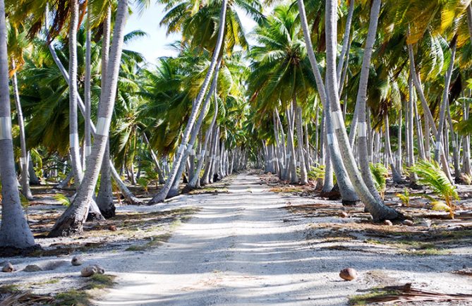 Chemin au travers de la cocoteraie de Fakahina