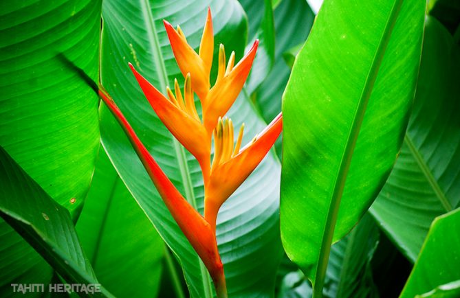 Bec de perroquet, Heliconia psittacorum