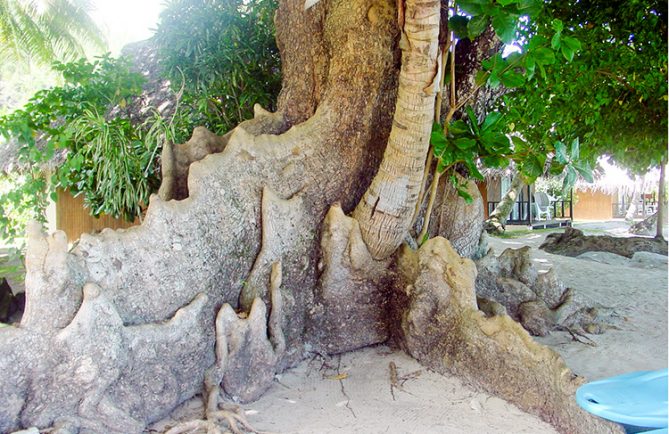 Arbres emboités de Avea