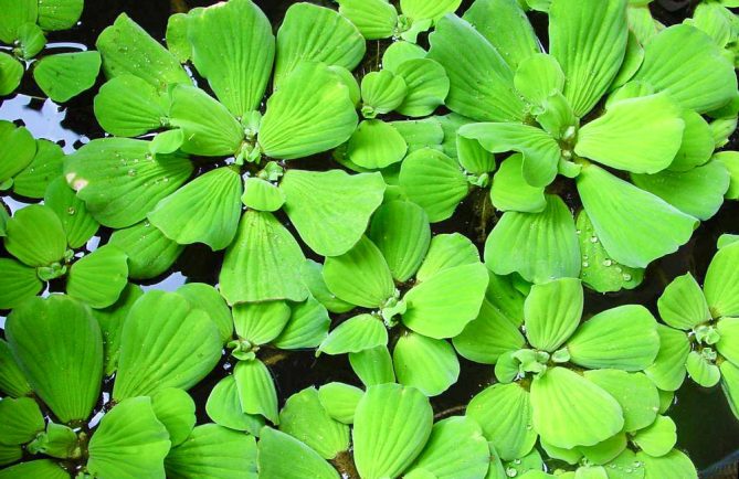 Laitue d'eau, Pistia stratiotes © Tahiti Heritage