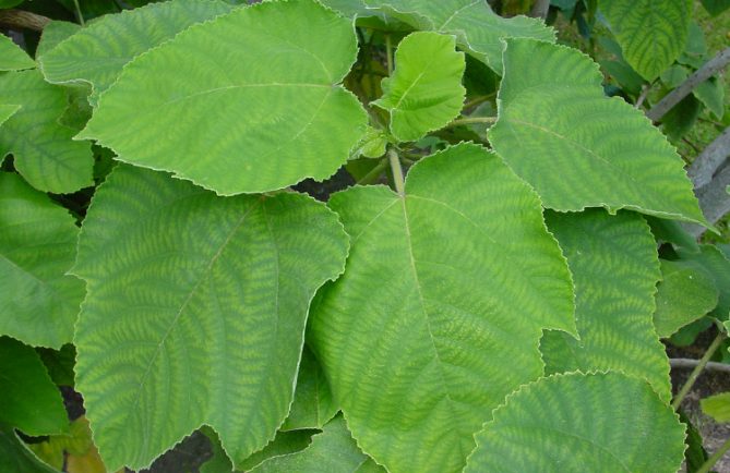 Mûrier à papier, Broussonetia papyrifera.