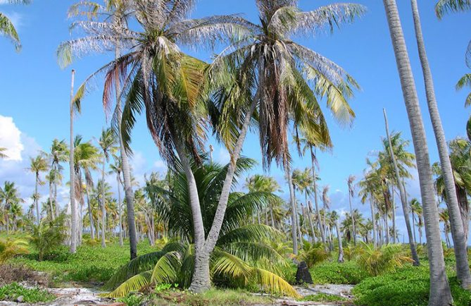 Cocotier à deux têtes de Napuka. Photo Mermoz