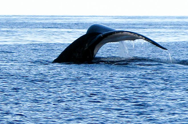 Queue de baleine