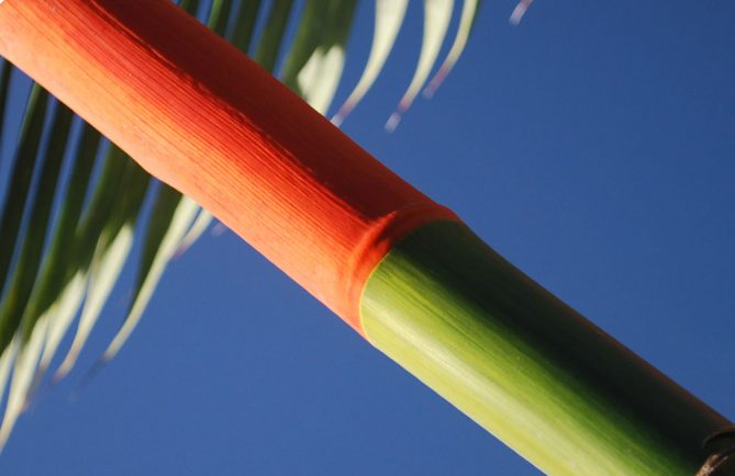 Cyrtostachys renda, dit palmier rouge