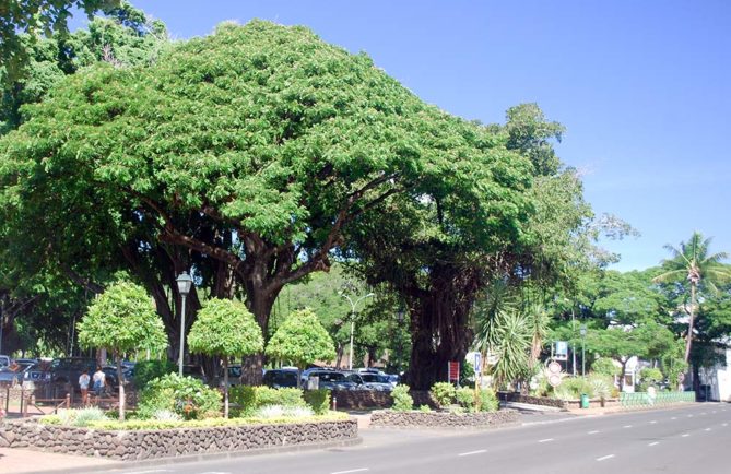 Banian de la place Tarahoi