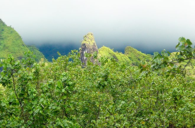 Chenille de la vallée de Papenoo