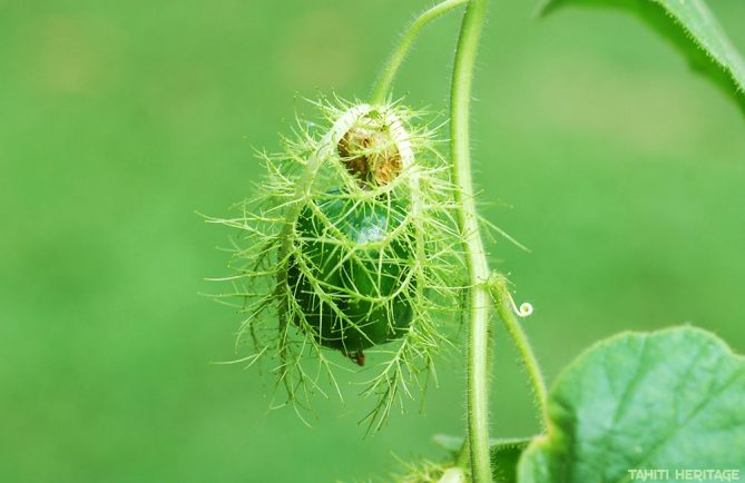 Passiflore poc poc - Passiflora foetida