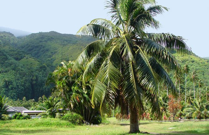 Cocotier planté par le général de Gaulle, en 1966 à Pueu.