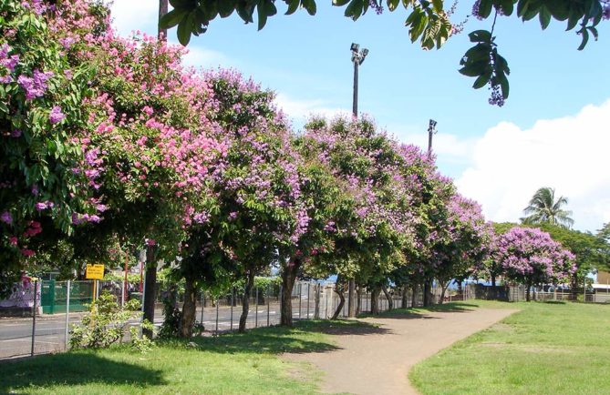 Lilas des Indes du stade Willy Bambridge de Papeete