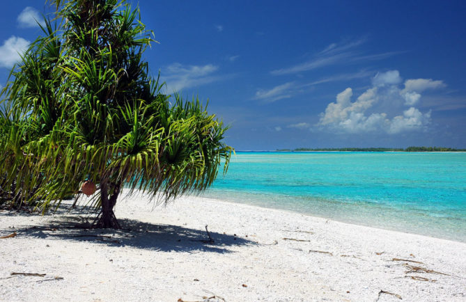 Pandanus devant le lagon de Tahanea (Tuamotu) © Tahiti Heritage