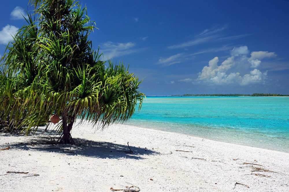 Pandanus devant le lagon de Tahanea (Tuamotu) © Tahiti Heritage