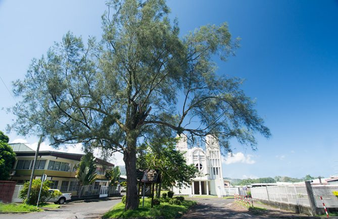 Arbre aux oiseaux de Taravao