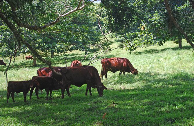 Vaches du plateau de Taravao, Tahiti