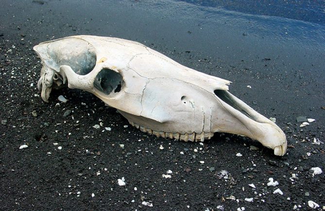 Crane de cheval sur une plage de Papara