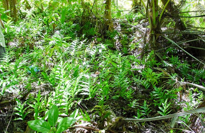 Fosses à culture du motu Turehareha - Tikehau