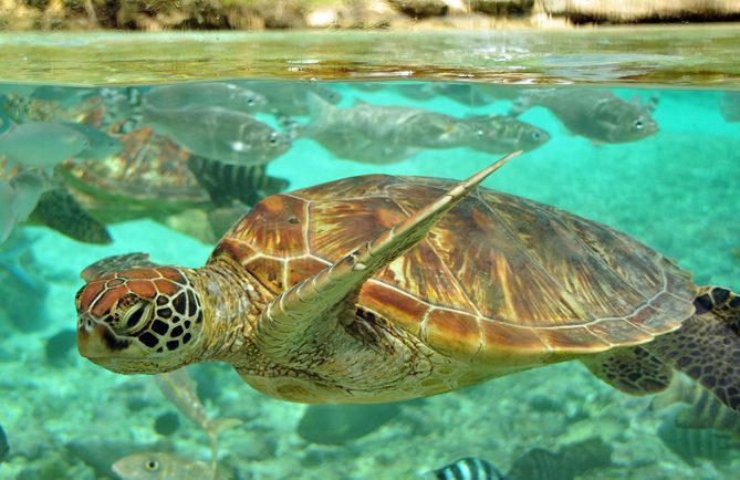 Légende de Puna et de la tortue. Photo Elsa Fernicle