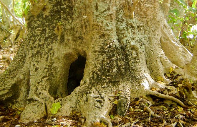 Arbre-grotte de Tubuai