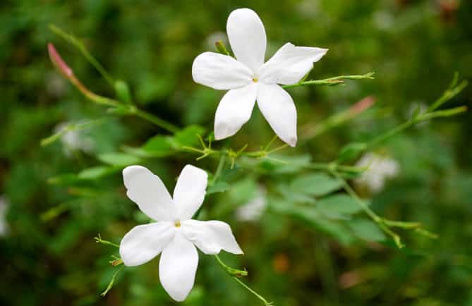 Jasmin, Pitate de Tahiti. © Tahiti Heritage