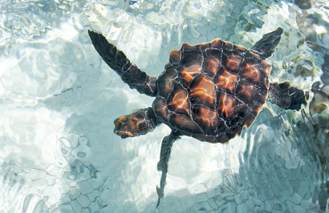 Jeune tortue de Kauehi