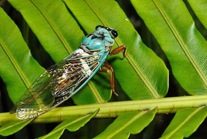 Cigale de Raiatea, Raiateana oulietea. Ass. Tuihana