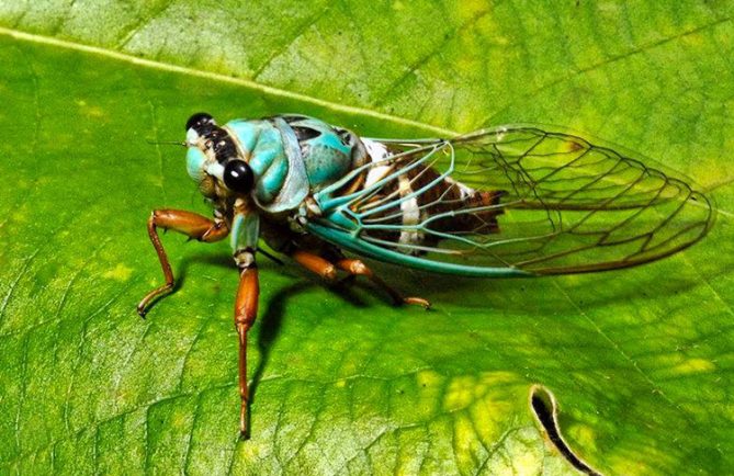 Cigale de Raiatea, Raiateana oulietea. Photo Fred JACQ