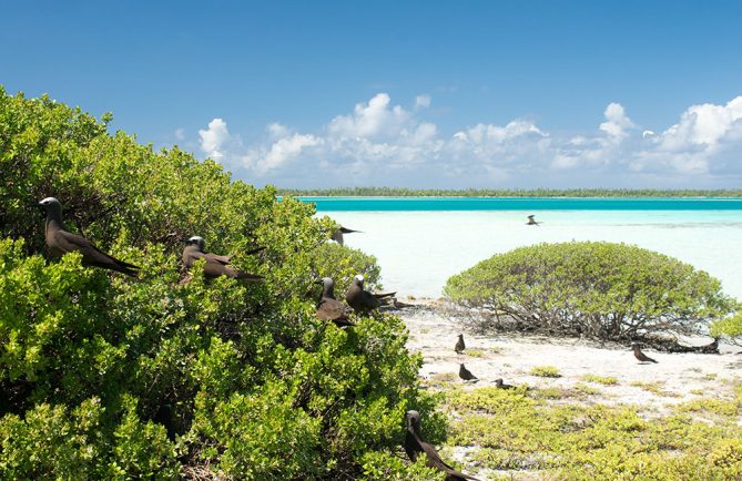 Motu aux oiseaux de Mataiva