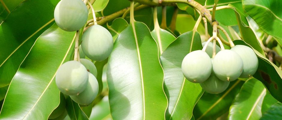 Graines de Tamanu - Ati - Calophyllum inophyllum. © Tahiti Heritage