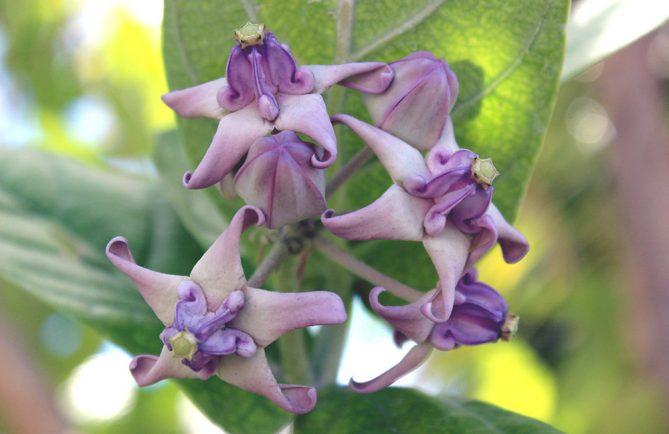 Calotropis, Geogeo. Photo Pierre Henri Vannieuwenhuyse