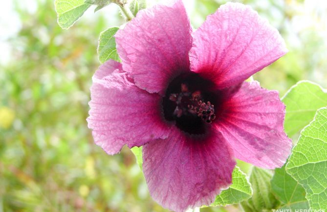 Hibiscus australis, hibicus endémique de Tubuai © Tahiti Heritage