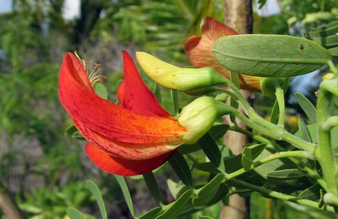 Kofai - Sesbania coccinea subsp. atollensis. J.F Butaud