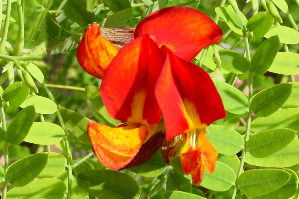 Kofai - Sesbania coccinea subsp. atollensis. J.F Butaud