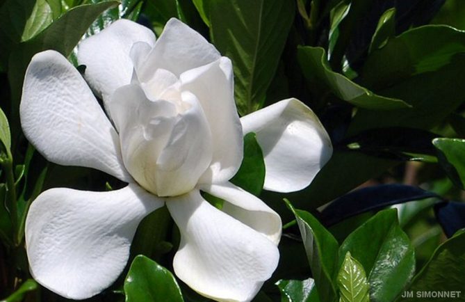 Gardenia jasminoides de Tahiti, Tiare Taina . Photo JP Simonnet