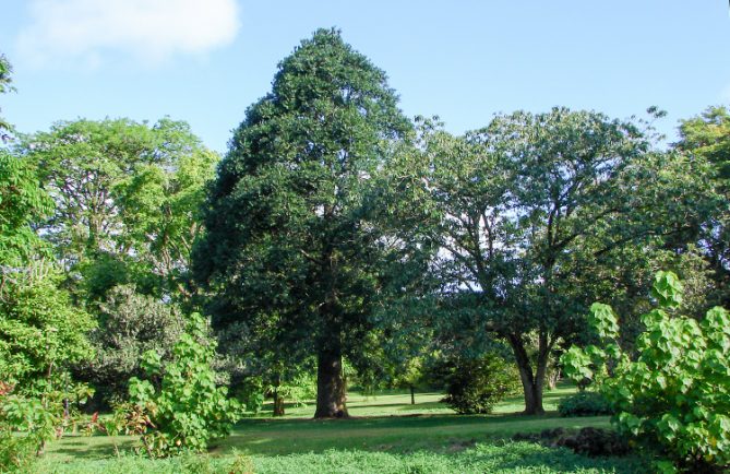 Agathis, Kaori, du jardin botanique de Tahiti