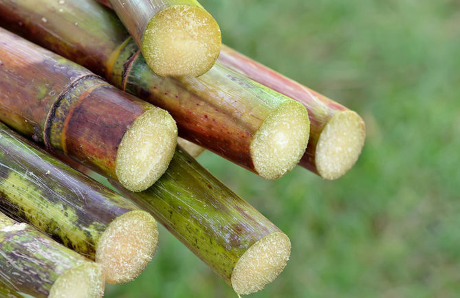 Canne à sucre