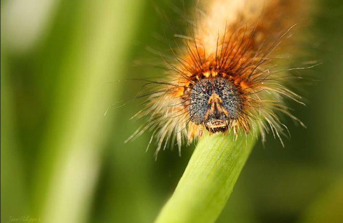 Chenille. Photo Jean Philippe -Viltansou