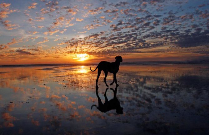 Piihoro, le chien protecteur des Teva