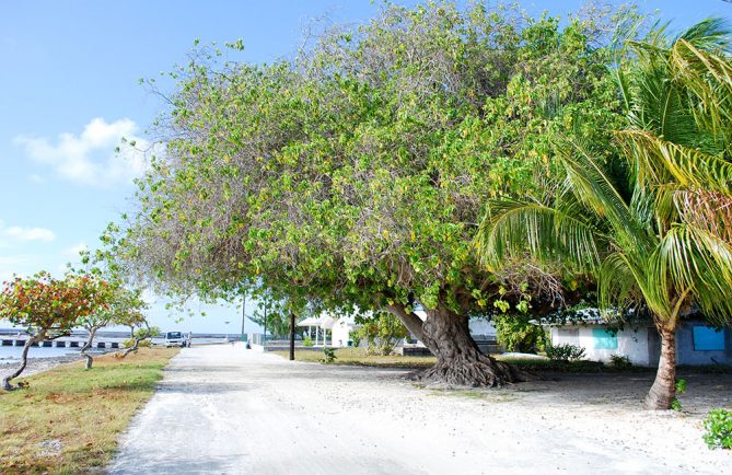 Les trois tou, du quai de Teana, à Fangatau. © Tahiti Heritage