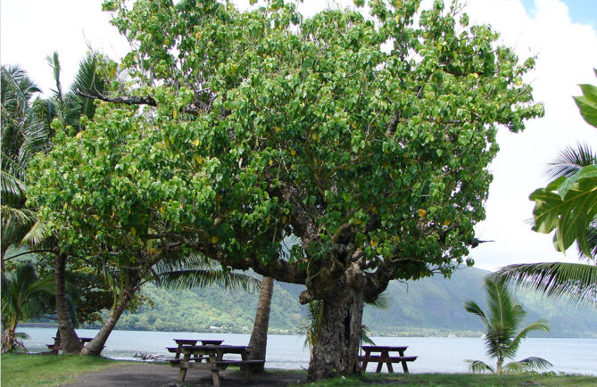 Tianinia, Hernandier, Hernadia Sonora-Tautira © Tahiti Heritage