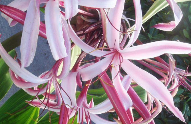 Fleurs du Crinole d'Asie rose