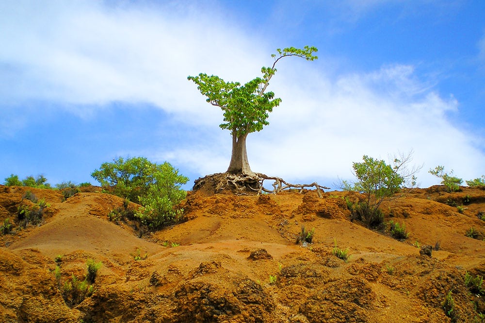 Arbre solitaire de l'île de Eiao, aux Marquises.